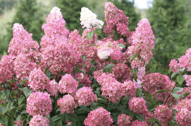VB_AprilShrubSaleSale_0426 | Suburban Lawn & Garden Fire Light® Panicle Hydrangea with blooming pink and white flowers