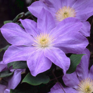 Diana's Delight Clematis 1G