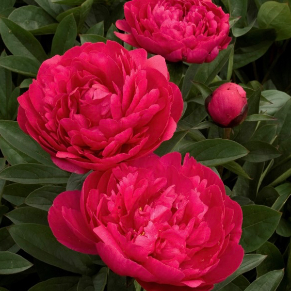 Kansas Peony with bold double pink blooms and dark green foliage in the garden.