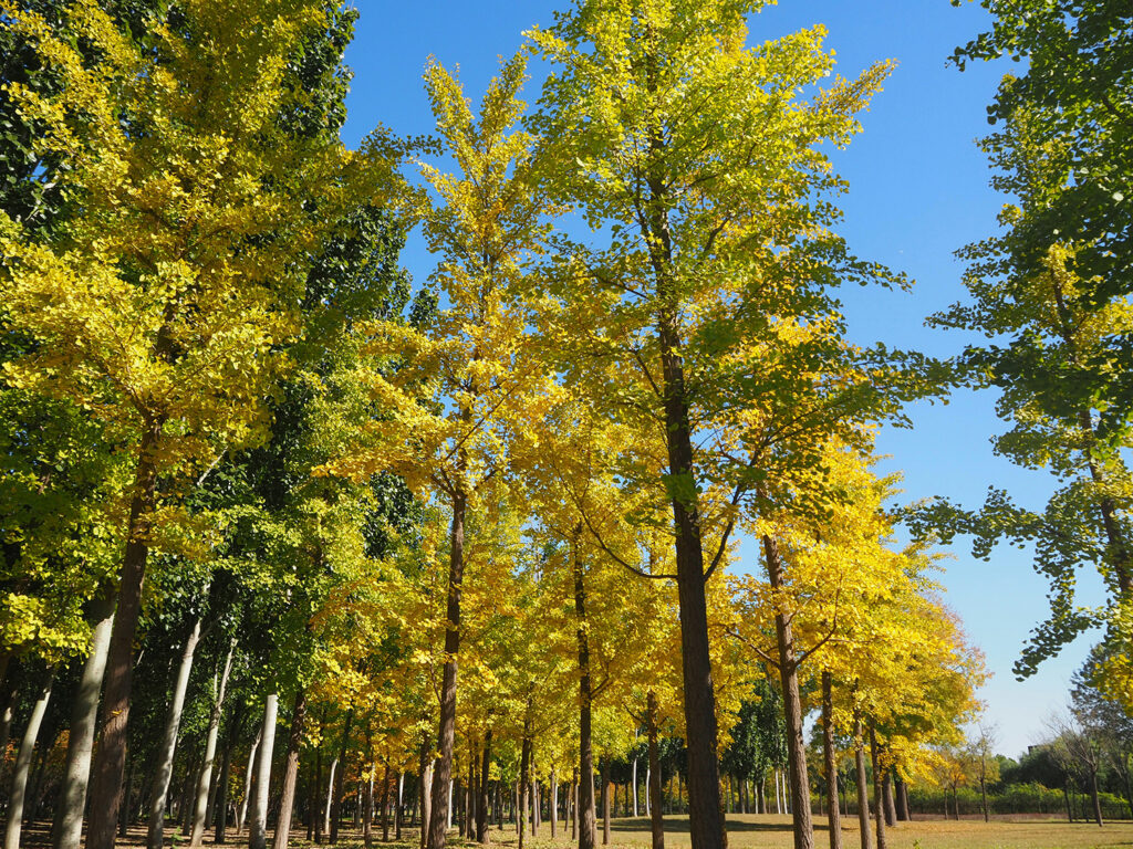 Top Deer and Rabbit Resistant Trees for Your Garden