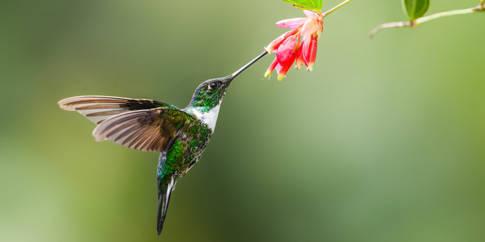 Hummingbird hovering beside a red flower while feeding on nectar in a garden setting.