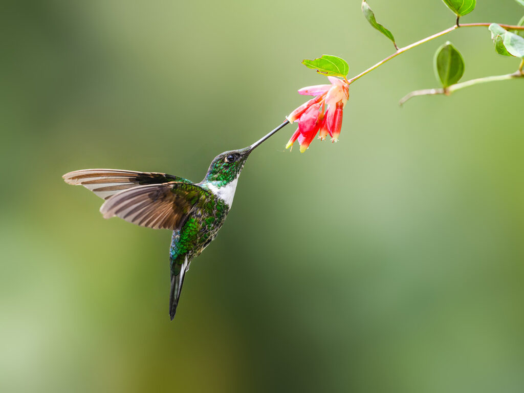 Hummingbird hovering beside a red flower while feeding on nectar in a garden setting.