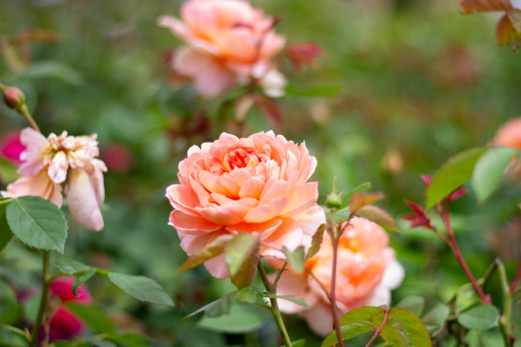 Rose Care Guide: Pruning, Feeding, and Pest Control in Kansas City