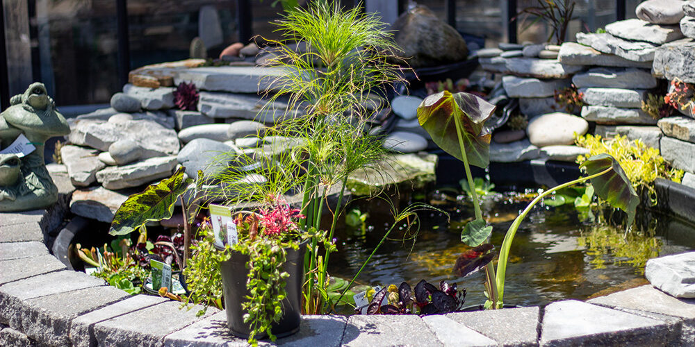 Pond_Plants_IMG_0391 #image_title