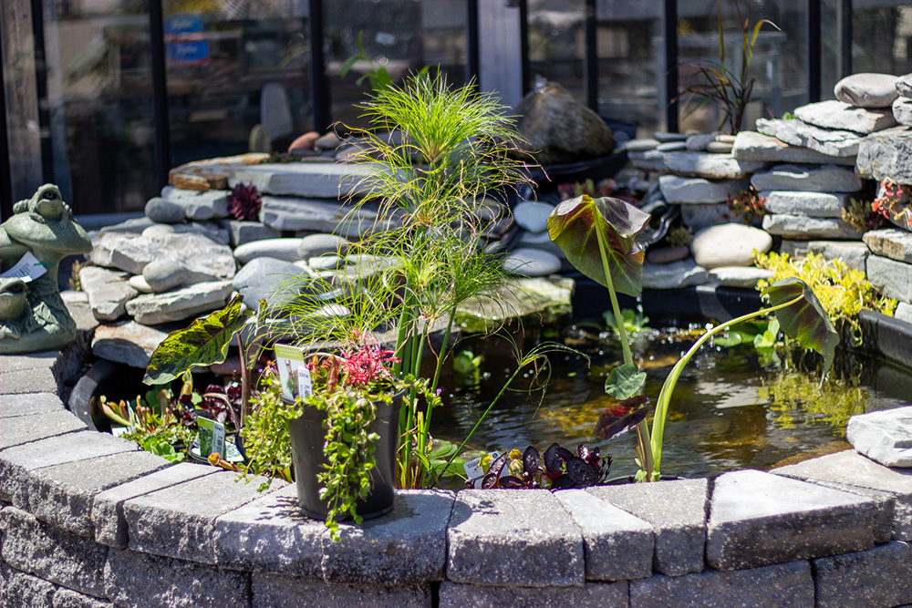 Pond and Water Garden Plants