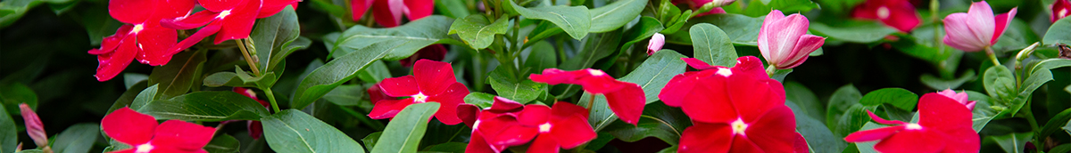 264thOfJuly_Header3 | Suburban Lawn & Garden