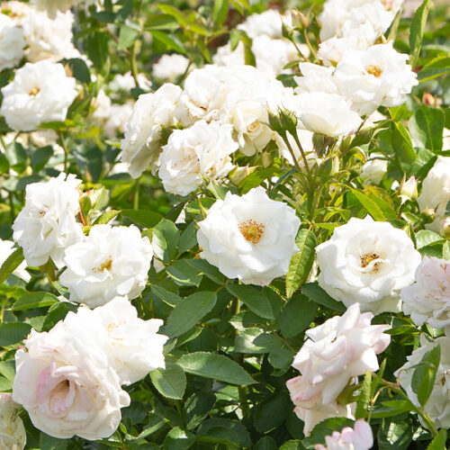 264thOfJuly_Shop_RoseSale4 #image_title