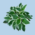 264thOfJuly_Shoptile_perennials #image_title