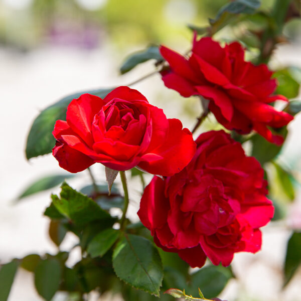 26RoseSale_Climber Red blooms of Dublin Bay climber Rose at Suburban Lawn & Garden in Kansas City