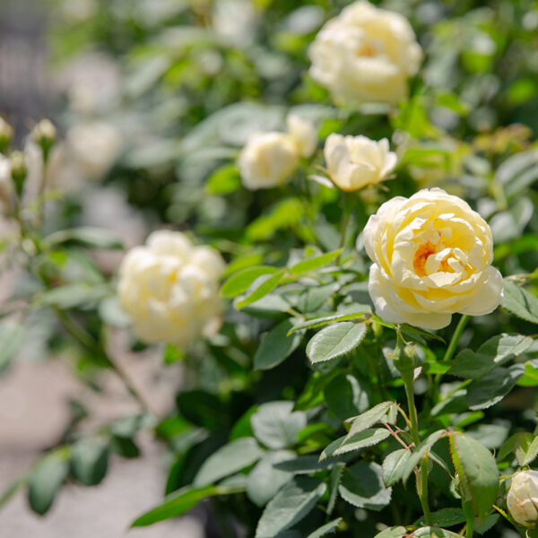 26RoseSale_DavidAustin2 Soft buttercup cream David Austin Rose round blooming in the sun in Kansas City at Suburban Lawn & Garden