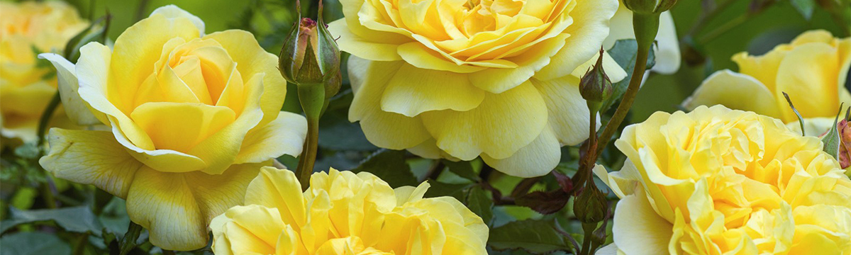 26RoseSale_Header2 | Suburban Lawn & Garden Yellow rose blooms with unopened buds and layered petals in a garden setting