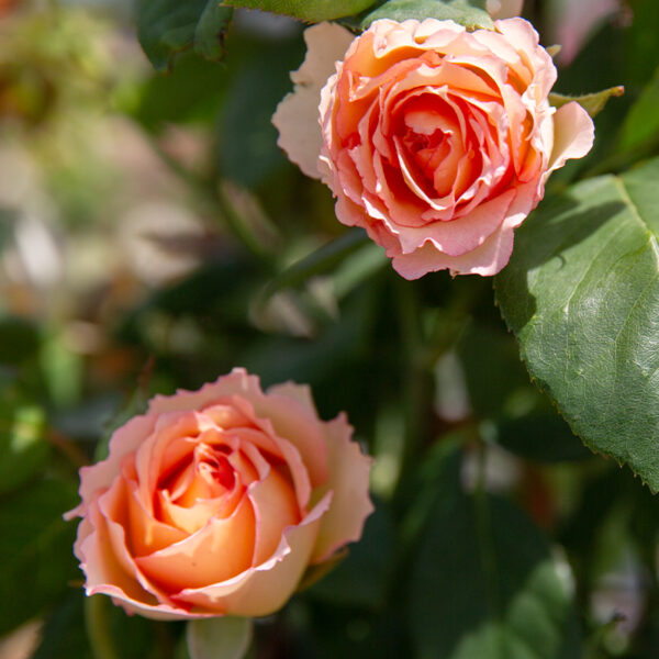 26RoseSale_HybridTea Peach Euphoria Hybrid-T Roses freshly blooming in the sun