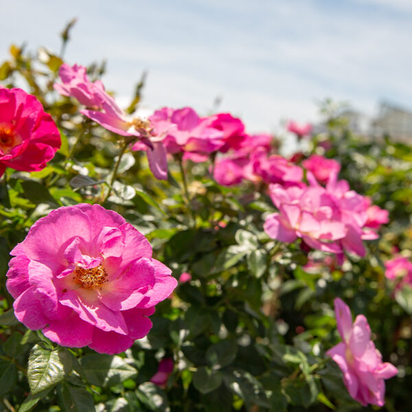 26RoseSale_Shrub Pink Shining Moment Floribunda Roses blooming in the sun in the foreground with more blooms in background with Suburban Lawn & Garden greenhouse seen in background.