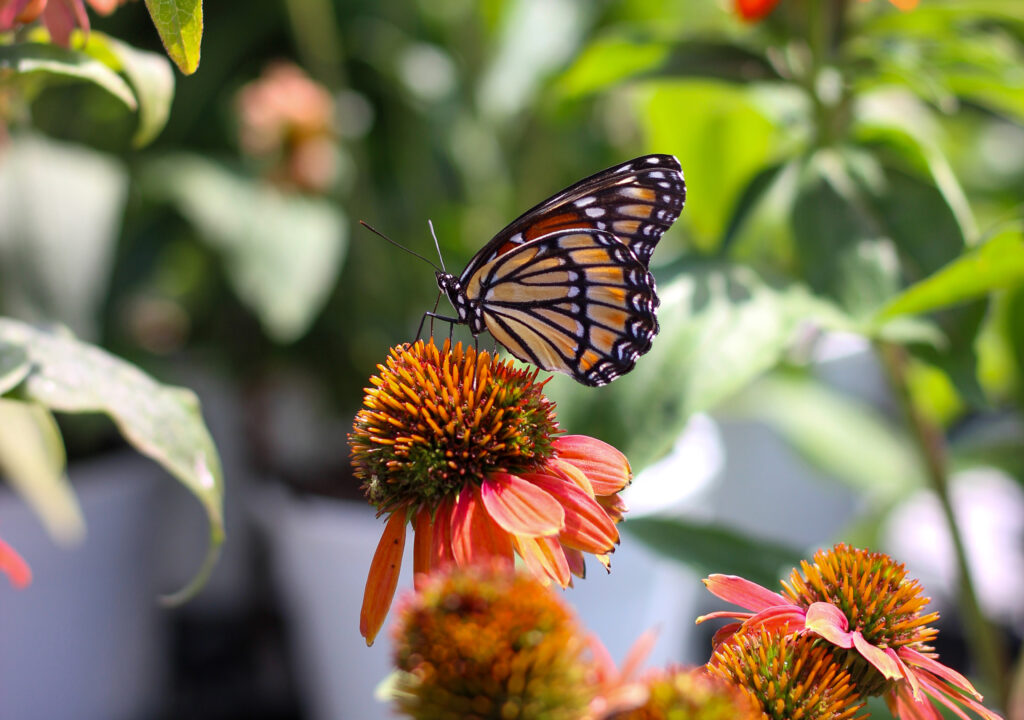 Plant with Purpose: Support Monarchs Through the Monarch Mariposa Project