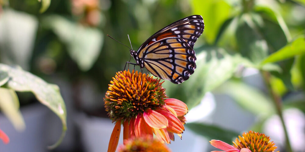 Monarch_Butterfly_IMG_6959 #image_title