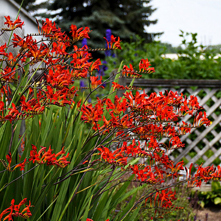 PCROLUC1 | Suburban Lawn & Garden