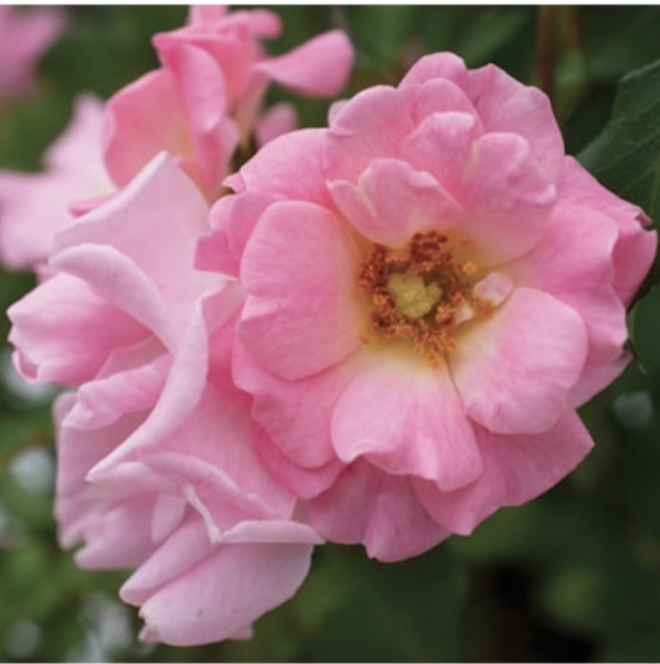 ROSEBD2 Blushing Drift® Rose | Suburban Lawn & Garden Pink Blushing Drift® Rose blooming