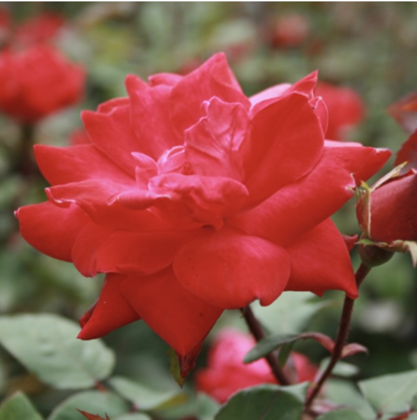 ROSEDKO Double Knock Out Rose 2G | Suburban Lawn & Garden Red blooming Double Knock Out Rose 2G
