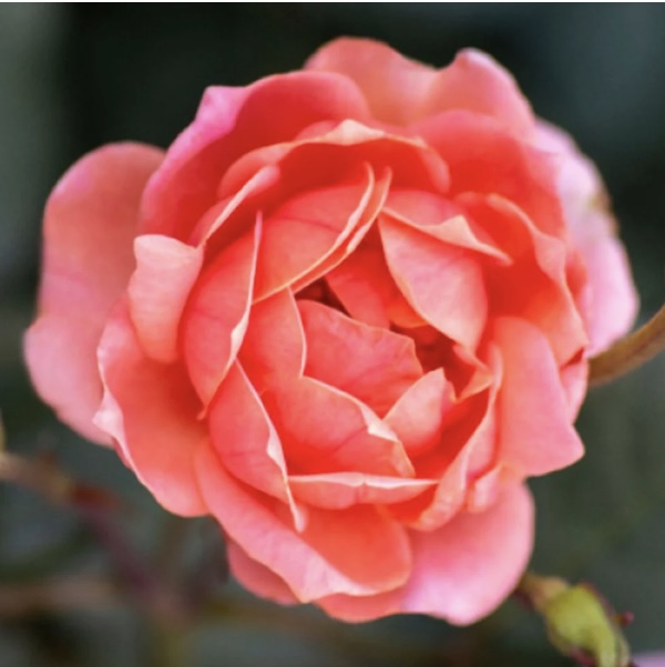 ROSEKOC Coral Knock Out Rose 2G | Suburban Lawn & Garden Blooming Coral Knock Out Rose 2G