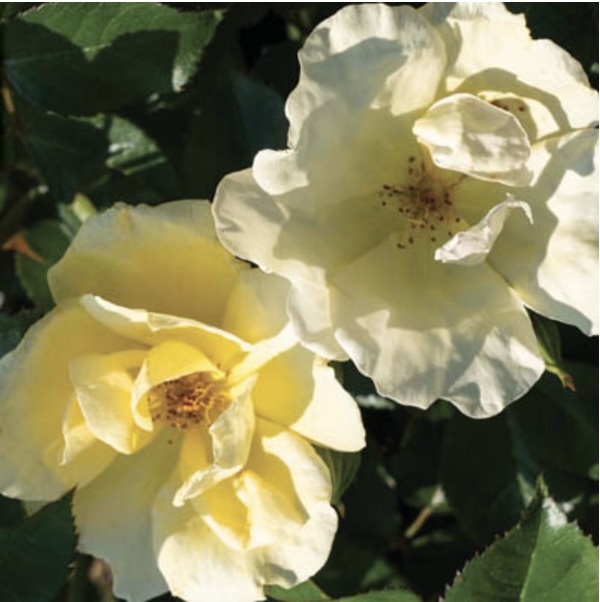 ROSEKOEB Easy Bee-zy Knock Out Rose 2G | Suburban Lawn & Garden Buttercup yellow blooming Easy Bee-zy Knock Out Rose 2G