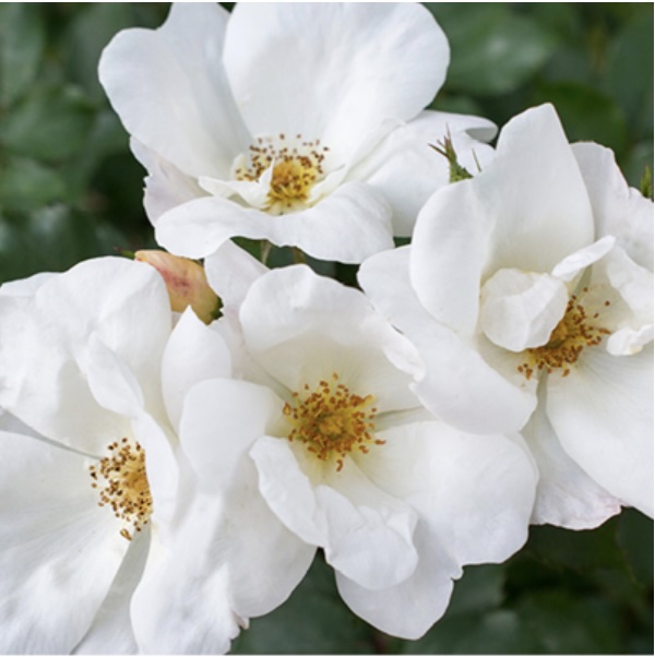 ROSEKOW White Knock Out Rose 2G | Suburban Lawn & Garden Blooming cluster of White Knock Out Rose 2G