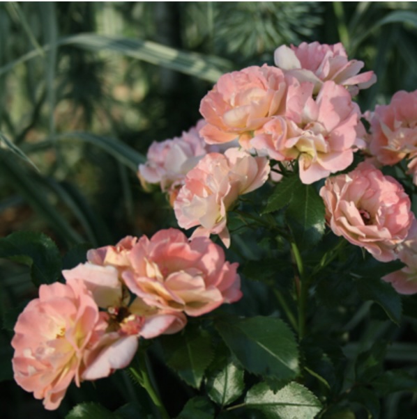 ROSEPED2 Peach Drift® Rose | Suburban Lawn & Garden