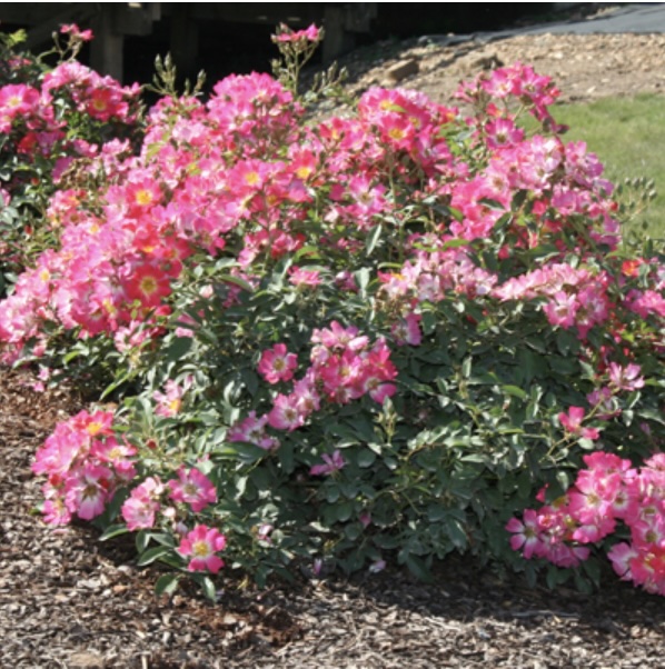 ROSEPID2 Pink Drift® Rose | Suburban Lawn & Garden