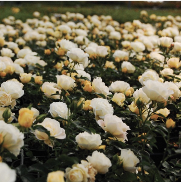 ROSEPOPD2 Popcorn Drift® Rose | Suburban Lawn & Garden