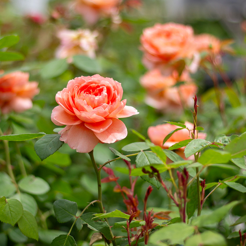 Peach Roses for the Rose Care Guide Blog