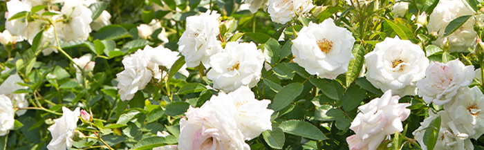 264thOfJuly_Shop_RoseSale4-mobileHoriz | Suburban Lawn & Garden