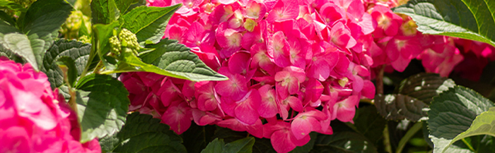264thOfJuly_Shop_ShrubSale2_mobile | Suburban Lawn & Garden