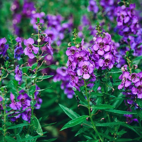 Beat The Heat: Summer Annuals That Thrive When Others Fade