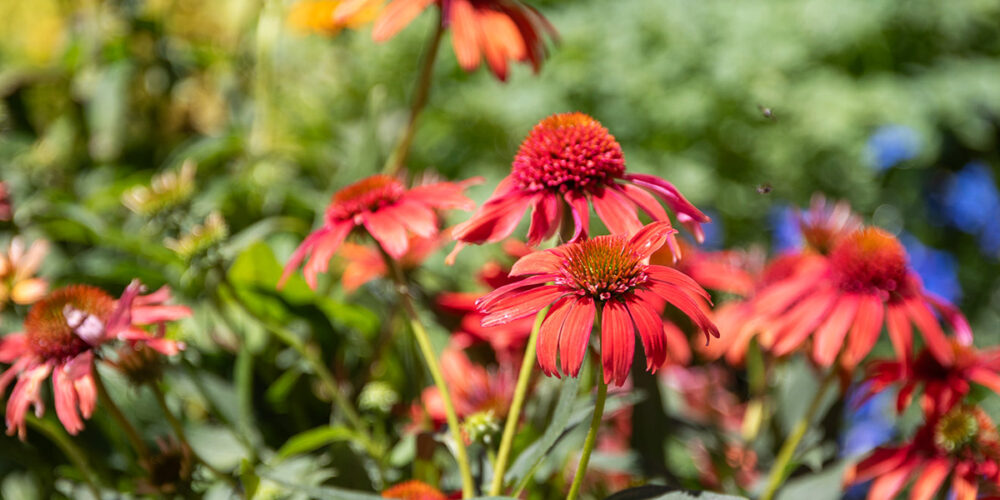 Bright red coneflowers blooming in a sunny summer garden