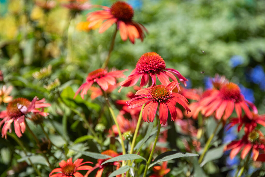 Bright red coneflowers blooming in a sunny summer garden