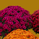 Colorful fall mums in magenta, red, and orange with a warm autumn background.