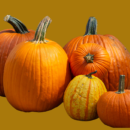 Assorted orange and yellow pumpkins arranged together on a warm autumn background.