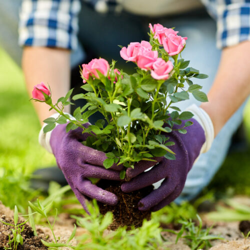 Planting Pink Roses Hands planting a pink rose bush in garden soil for a fresh landscape planting project.