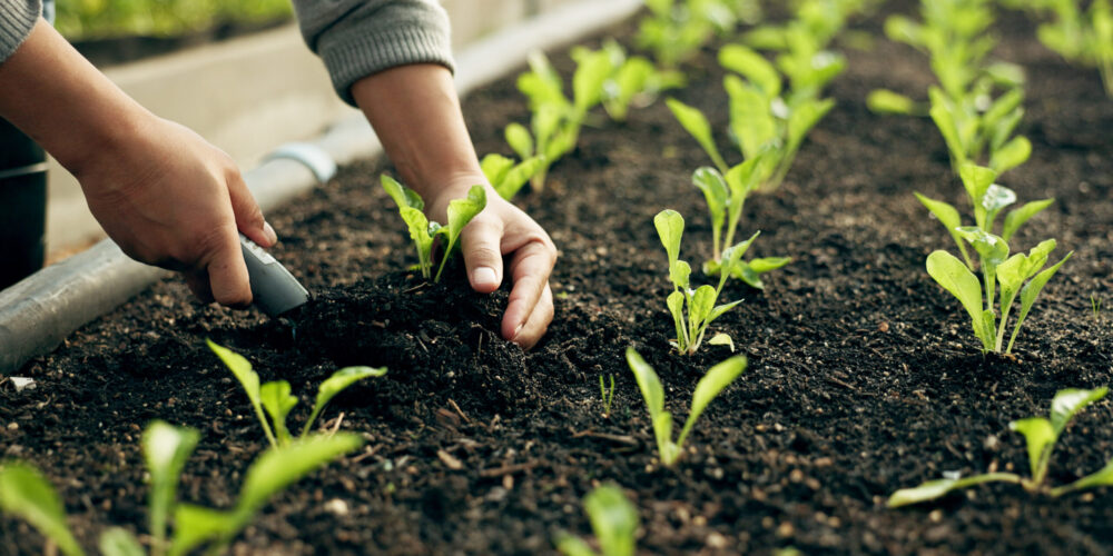 Hands planting young vegetable seedlings in rich soil in a raised garden bed.