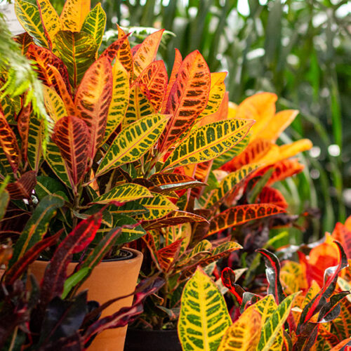 Croton plants with colorful red, orange, yellow, and green variegated leaves in a garden center display.