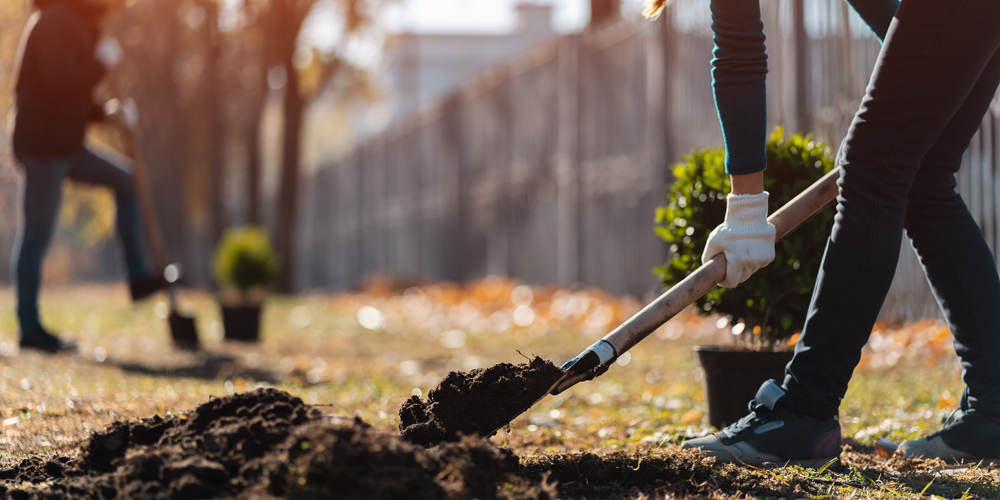 Person using a shovel to dig in the yard while preparing soil for new landscape planting.