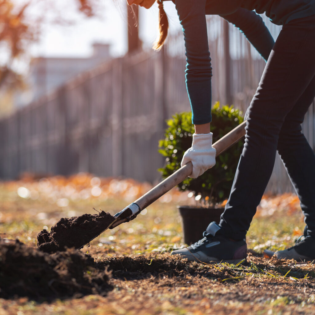 Person using a shovel to dig soil while preparing a yard for new landscape planting.