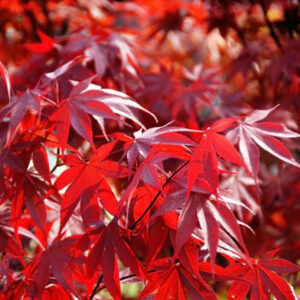 Fireglow japanese maple with bright red leaves in a sunny garden setting