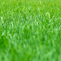 Healthy Green Grass Close-up of healthy green grass for lawn care and turf inspiration.