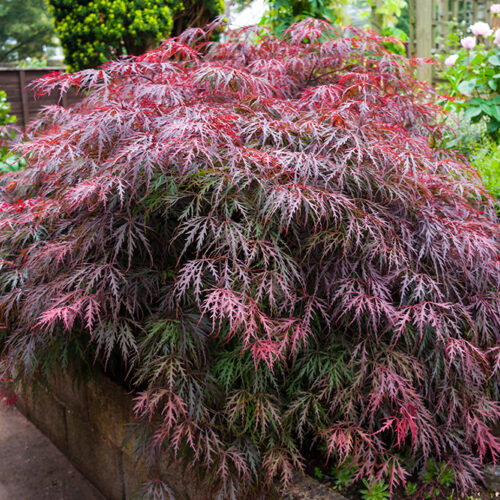 Weeping Japanese maple with finely cut red and purple foliage growing in a landscaped garden bed.