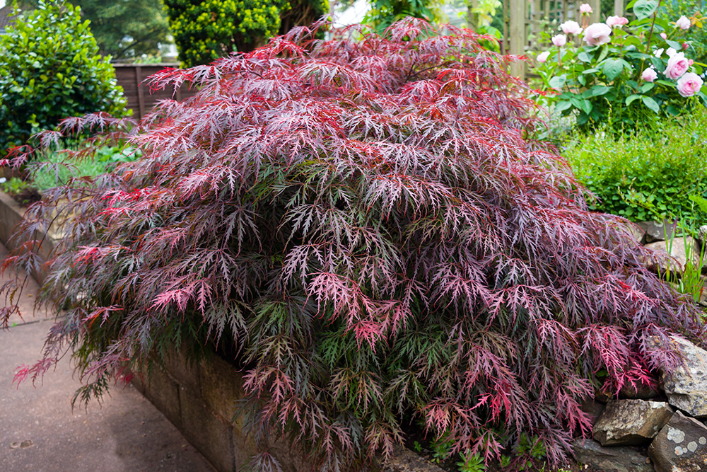 Weeping Japanese maple with finely cut red and purple foliage growing in a landscaped garden bed.