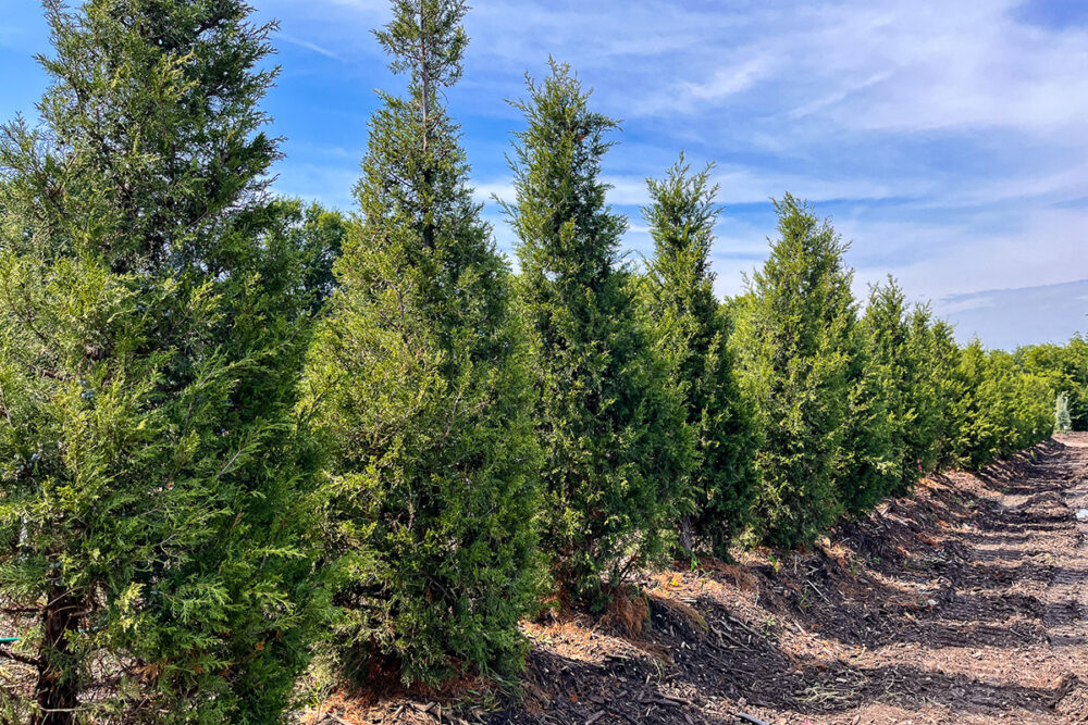 Tall green junipers planted in a row for evergreen privacy screening and landscape structure.