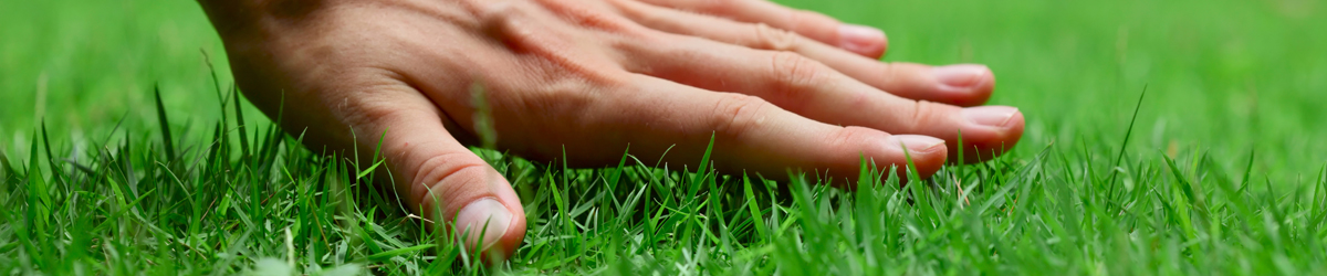 Healthy Green Lawn Care Hand brushing across healthy green grass in a sunny lawn care setting.
