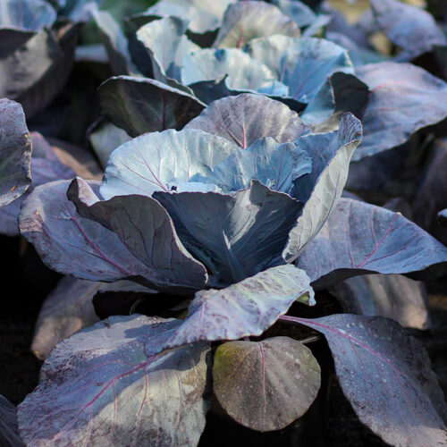 Ornamental cabbage with blue-purple leaves and soft pink veins growing in a fall garden display.