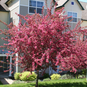 Crabapple tree covered in bright pink spring blooms in a sunny front yard landscape near a home