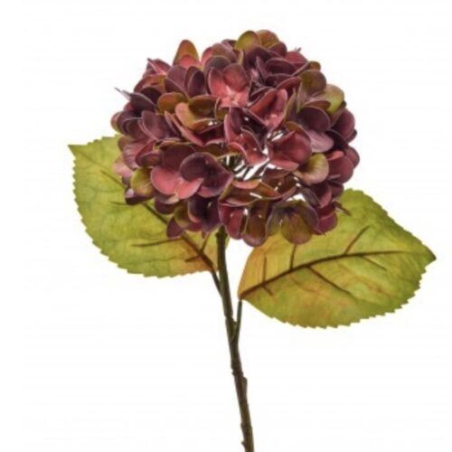 Burgundy hydrangea flower stem with green autumn leaves on a white background.